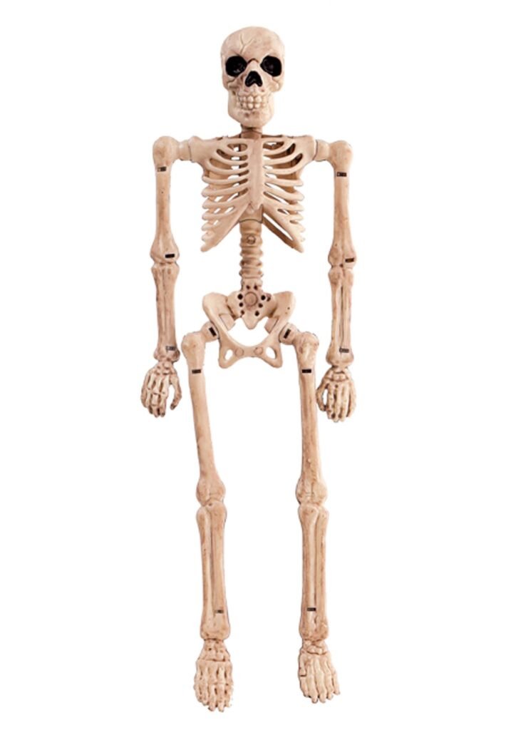 human Skeleton